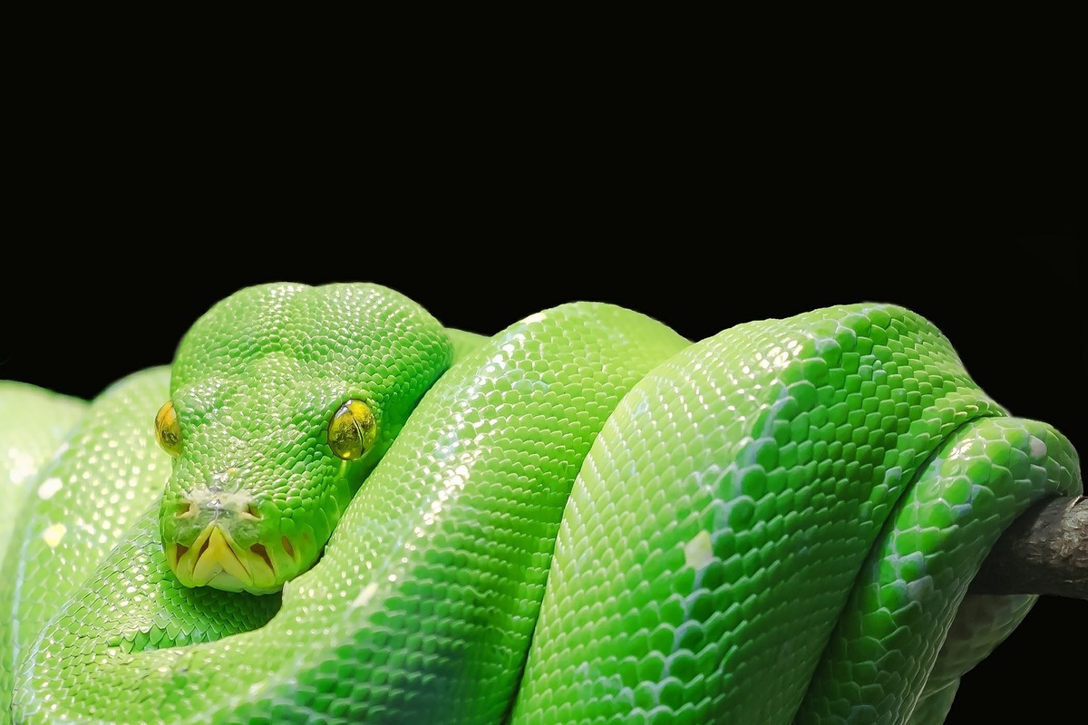 Cobra verde enrolada, apoiando cabeça em próprio corpo.