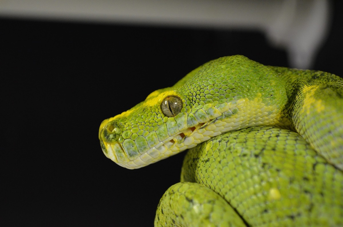 Imagem aproximada de cabeça de cobra verde.