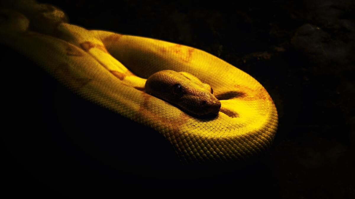 Cobra da cor amarela em lugar escuro.