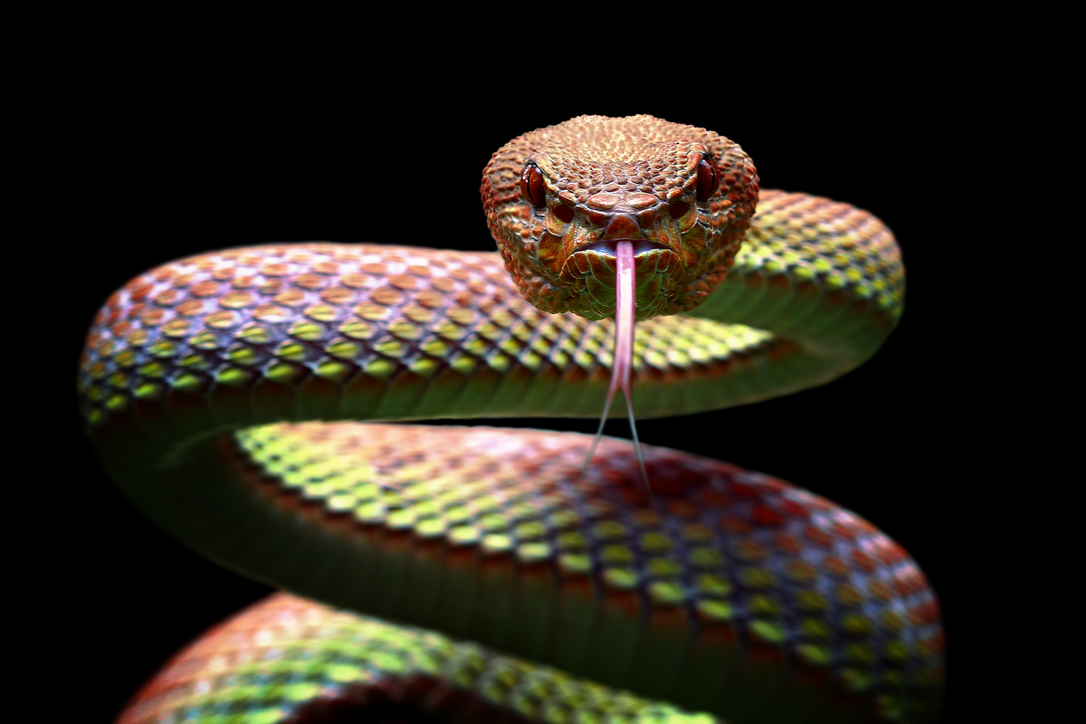 ▷ Sonhar Com Cobra Colorida (12 Significados) 