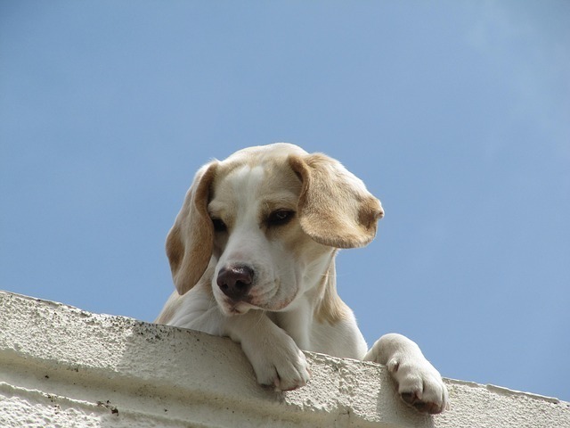Cachorro em cima da laje