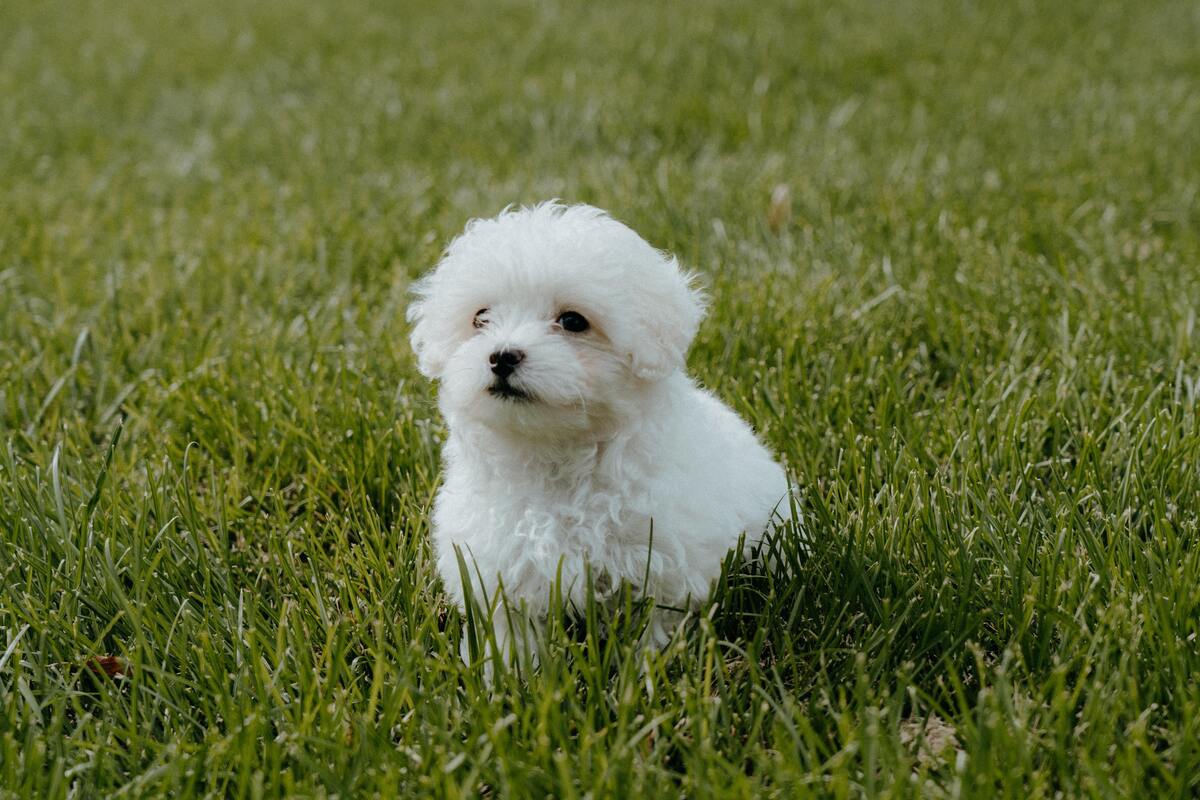 Cachorro brando de porte pequeno sentado na grama.