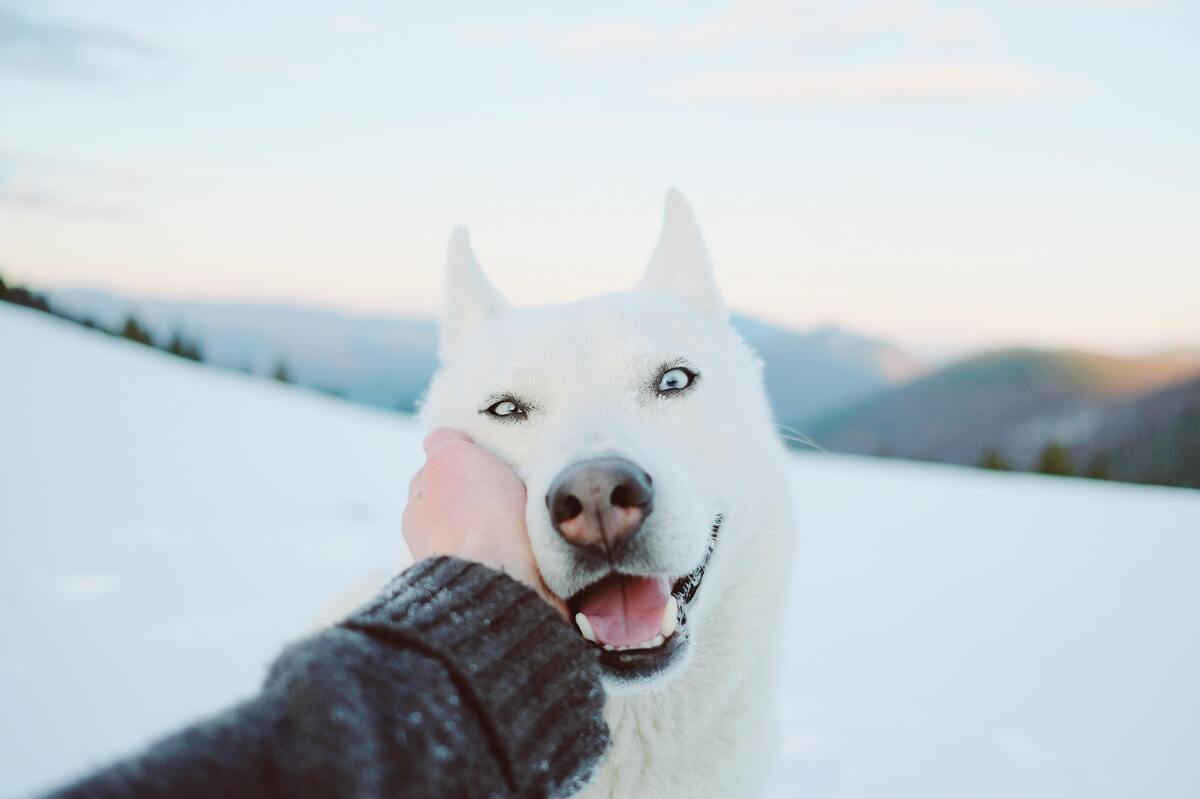 Mão de um homem fazendo carinho em um cachorro branco na neve.