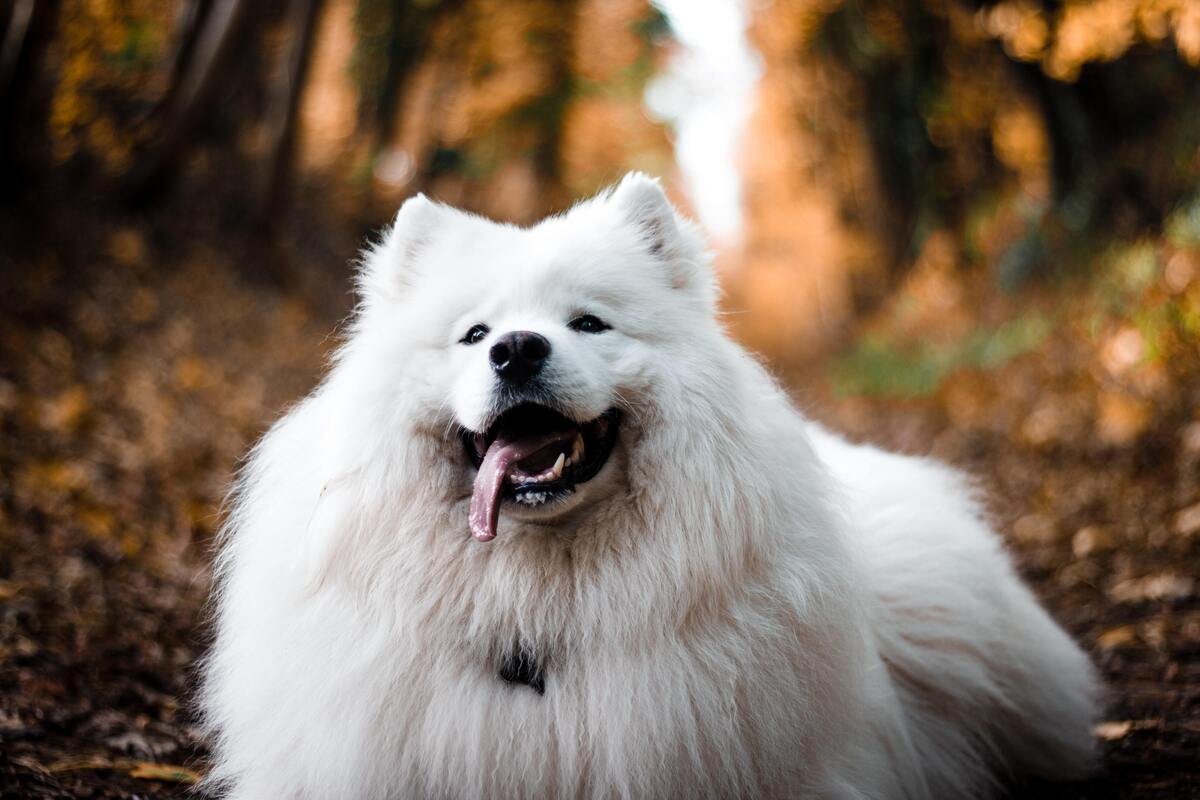 Cachorro branco com a língua pra fora em uma floresta.