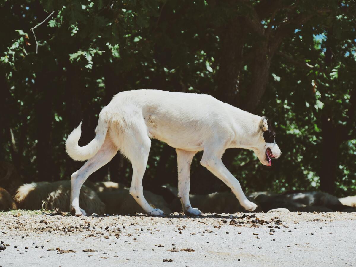 Cachorro branco de porte médio andando.