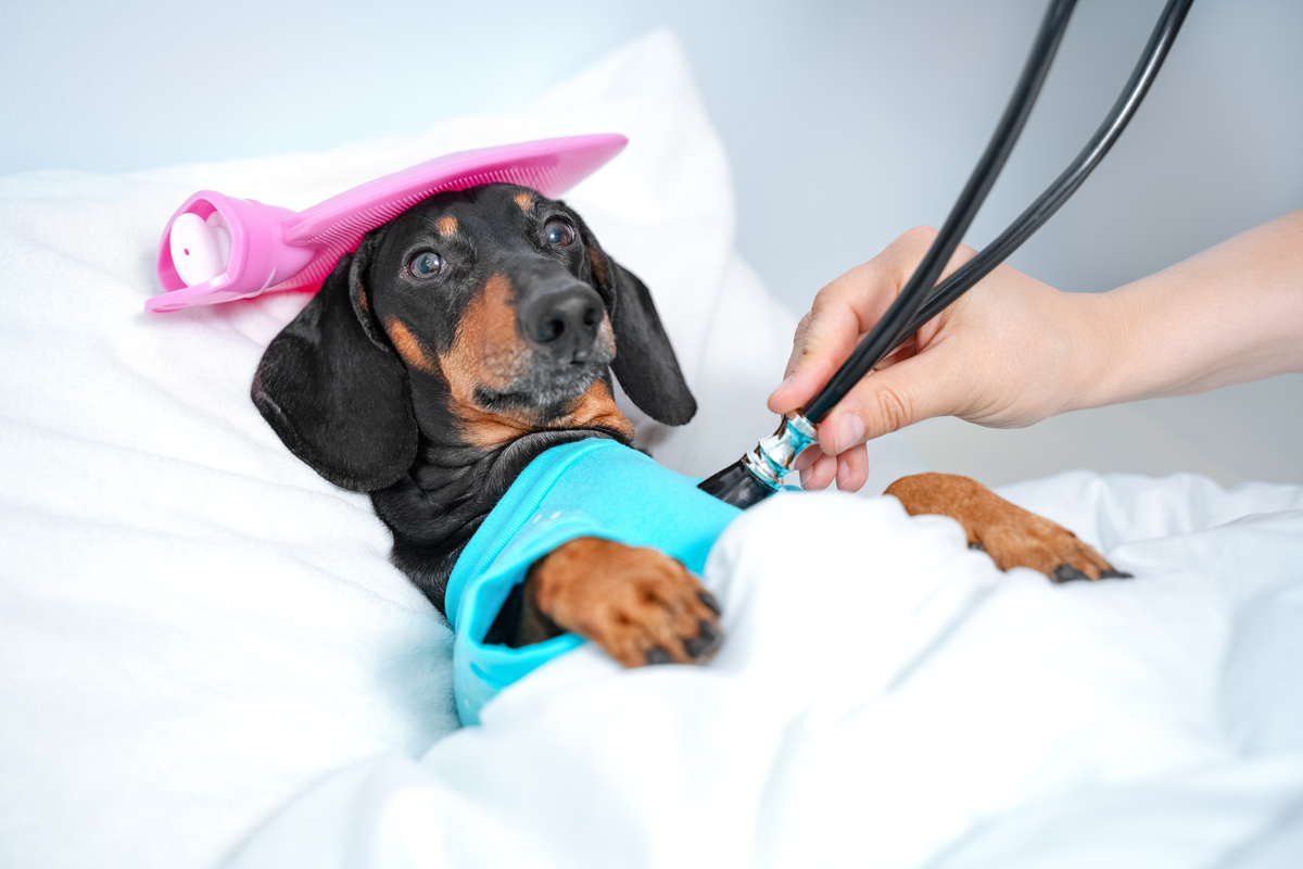 Cachorro em cama de hospital sendo examinado