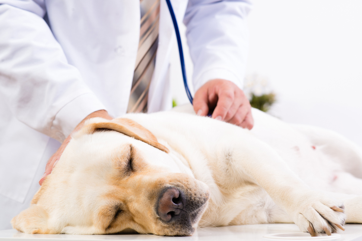 Cachorro sendo examinado pelo veterinário