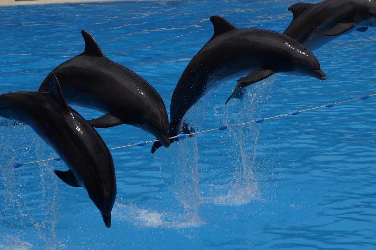 Golfinhos pretos pulando