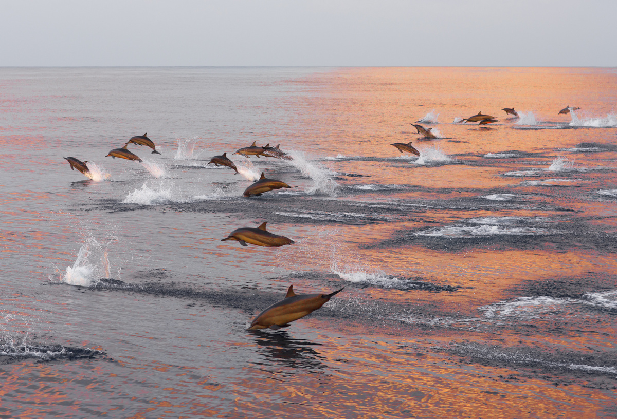 Golfinhos pulando no mar