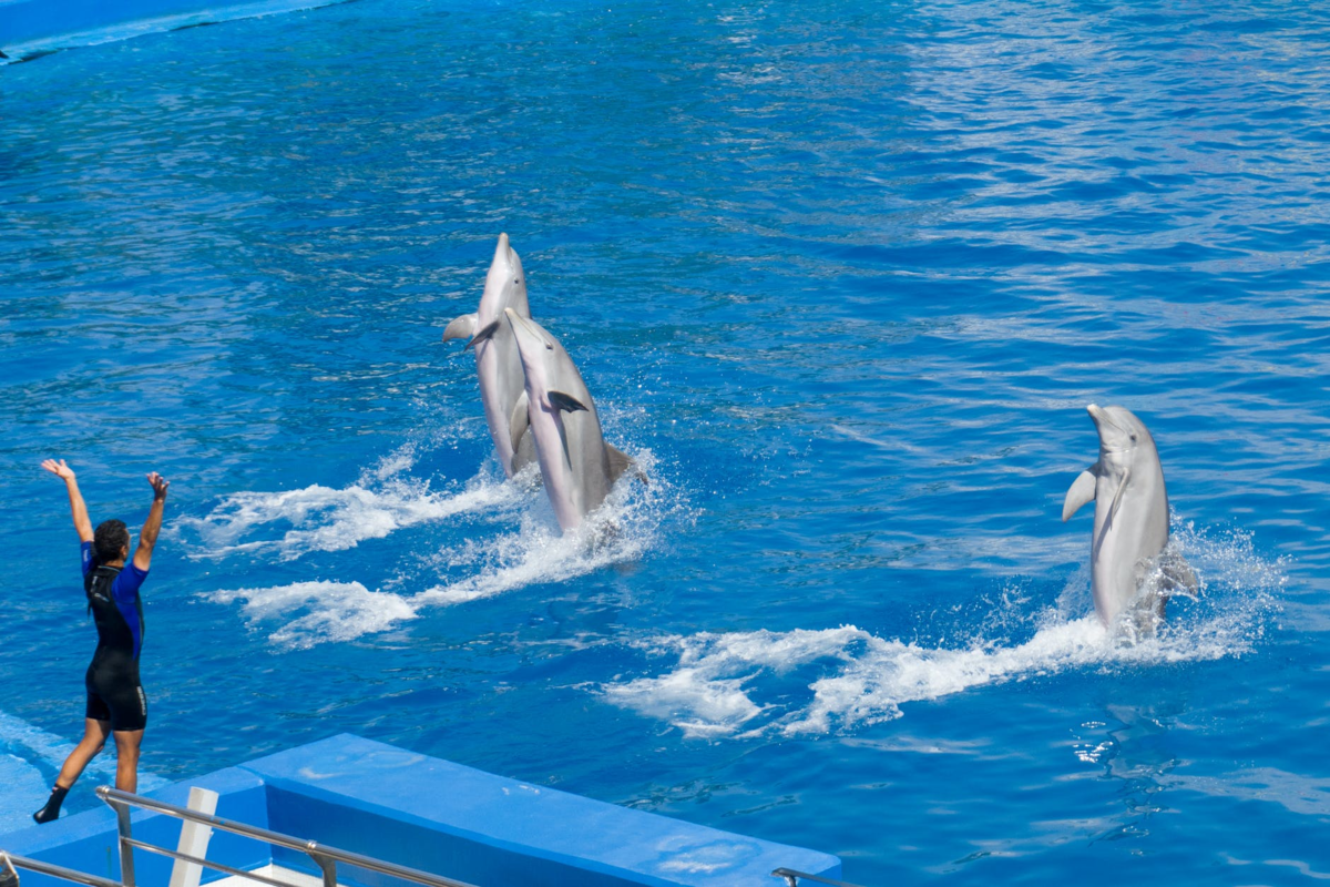 Treinadora animando golfinhos