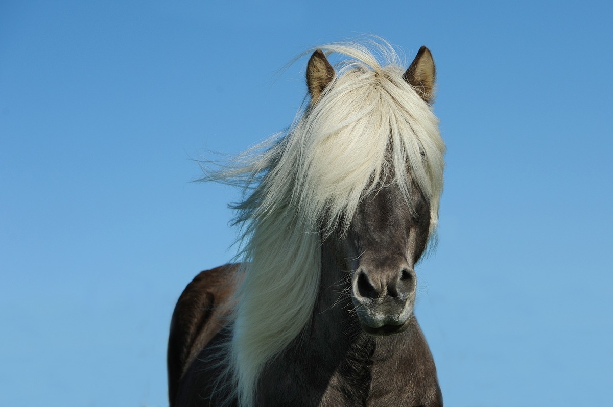 Cavalo preto com crina branca