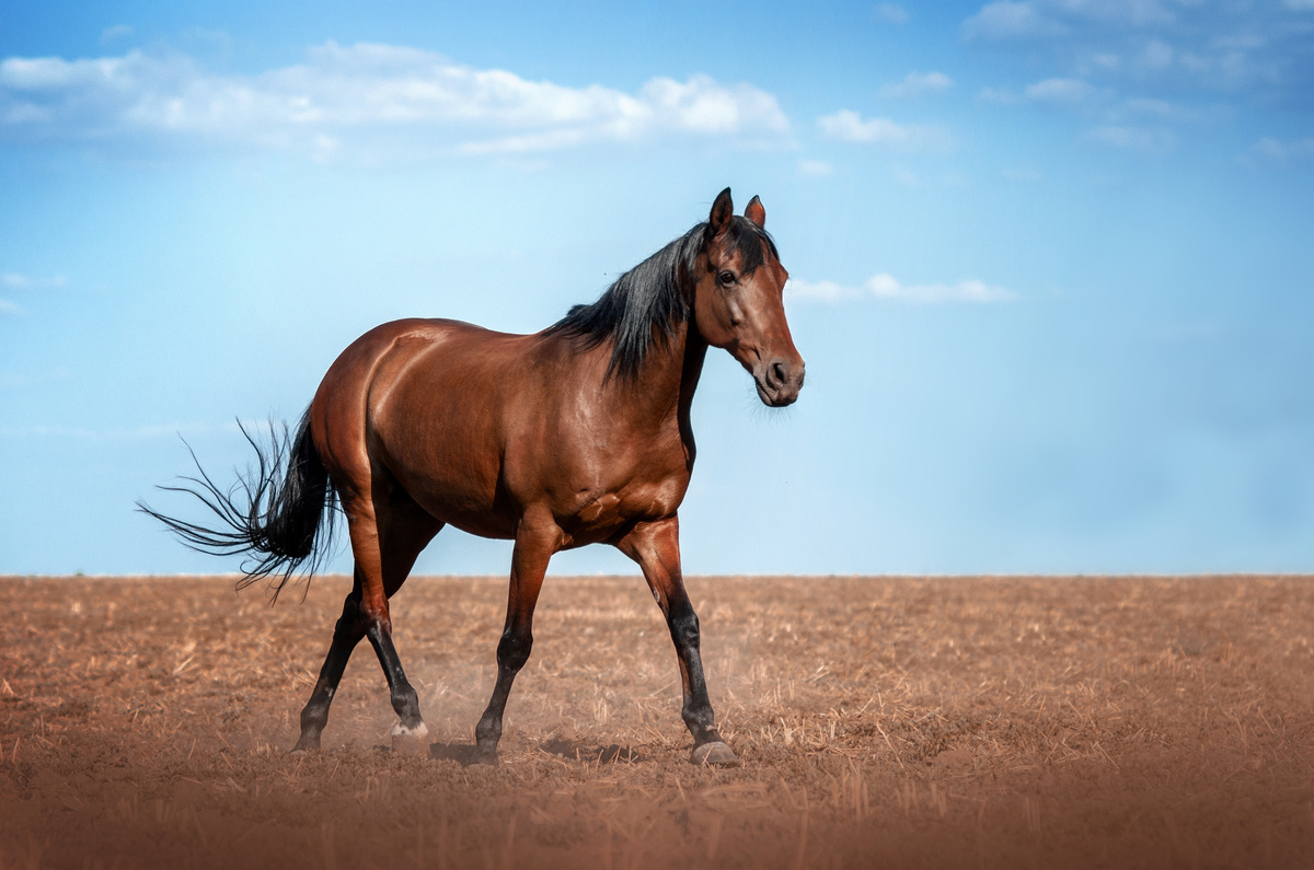 Sonhar com cavalo. Significado 