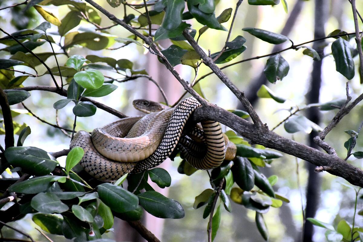Cobra enrolada em um galho de árvore. 