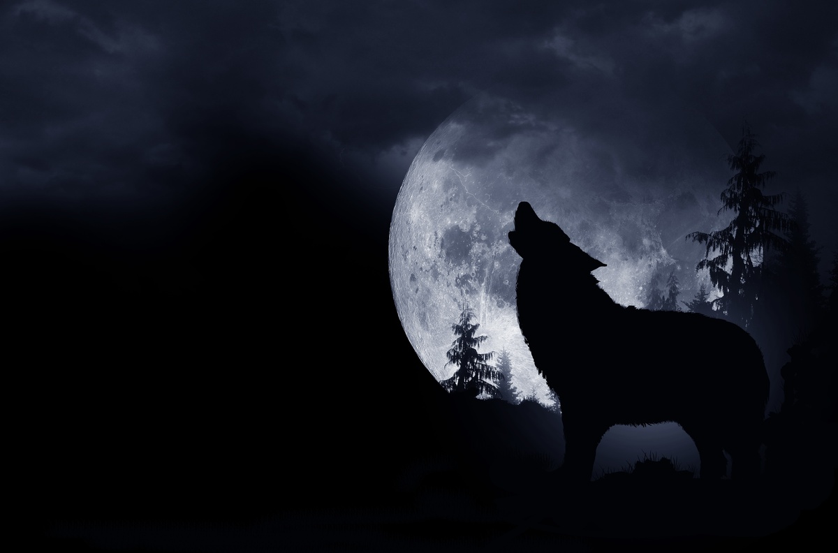 Lobo uivando à lua cheia.