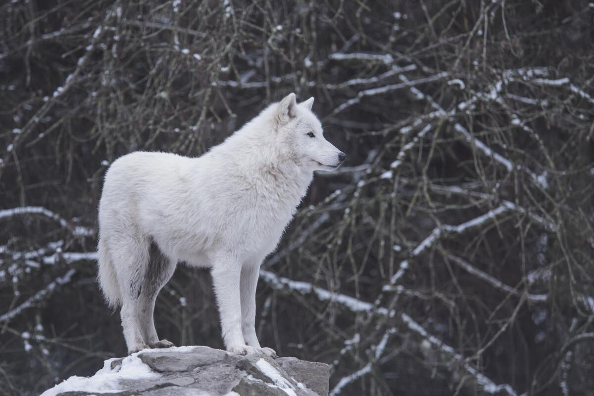 Lobo branco em rocha com neve.