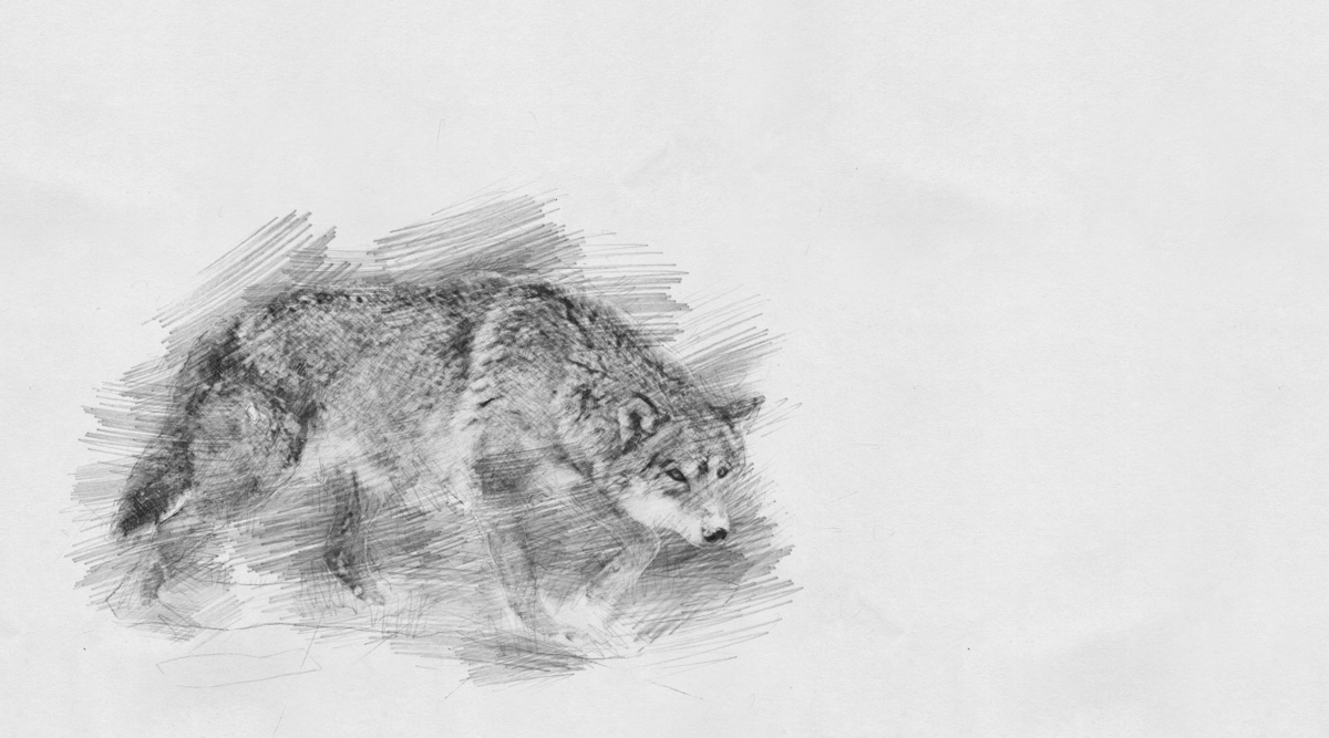 Desenho de lobo.