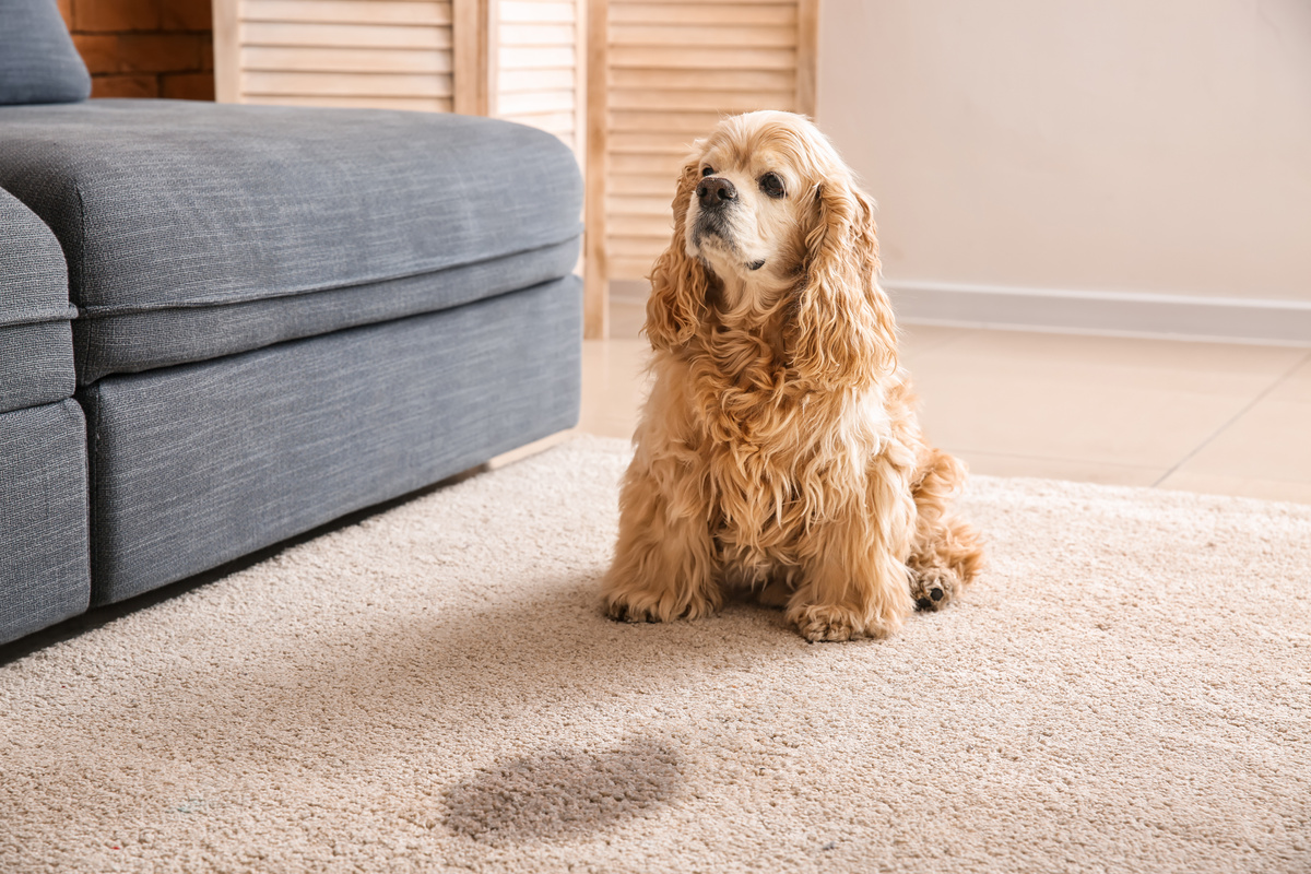 Cachorro sentado em carpete próximo a xixi.