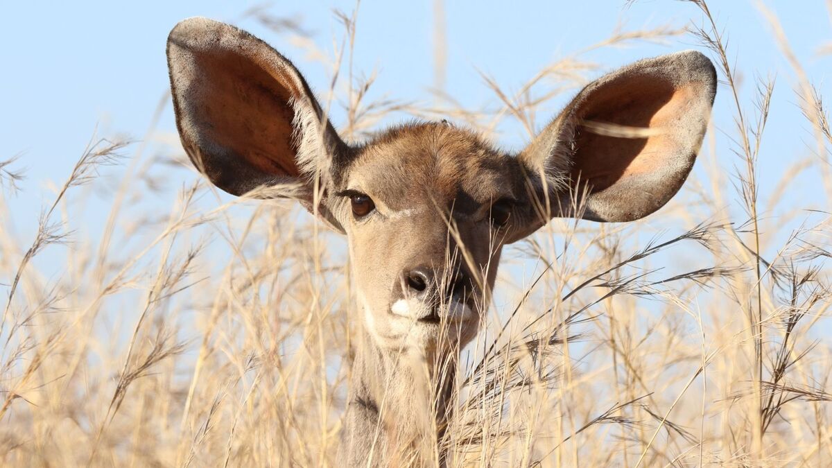 Animal com as orelhas grandes.