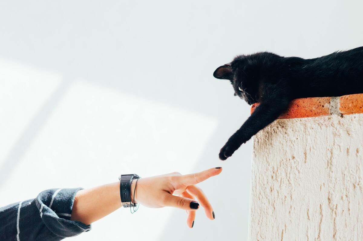 Mão feminina interagindo com um gato preto.