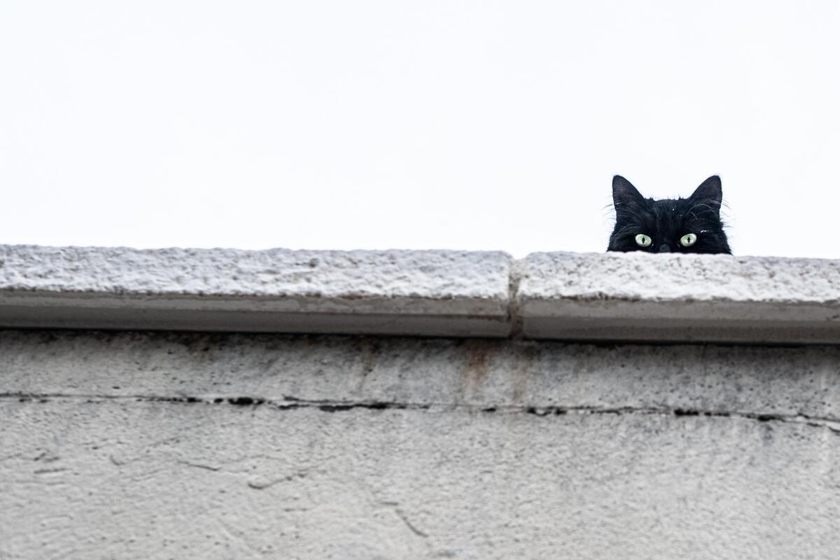 Cabeça do gato por cima de um muro branoc.