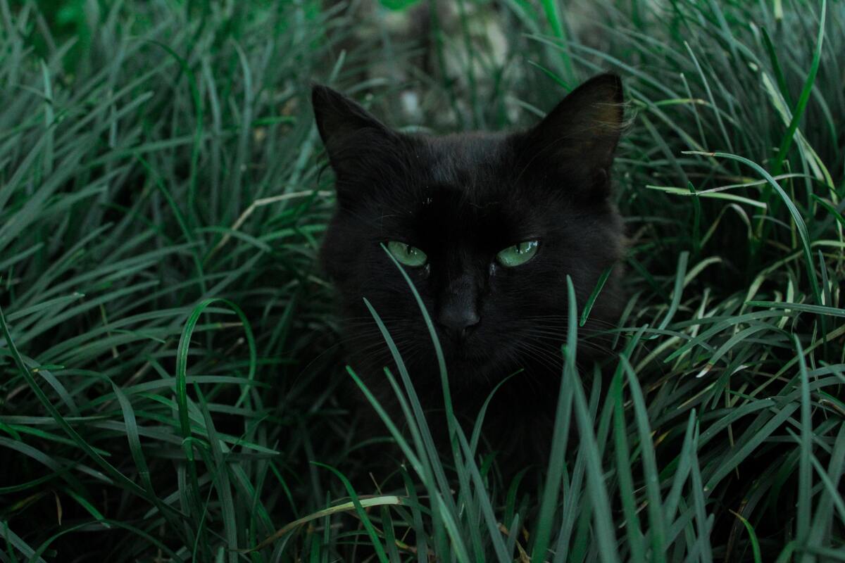 Gato preto em meio à grama alta.