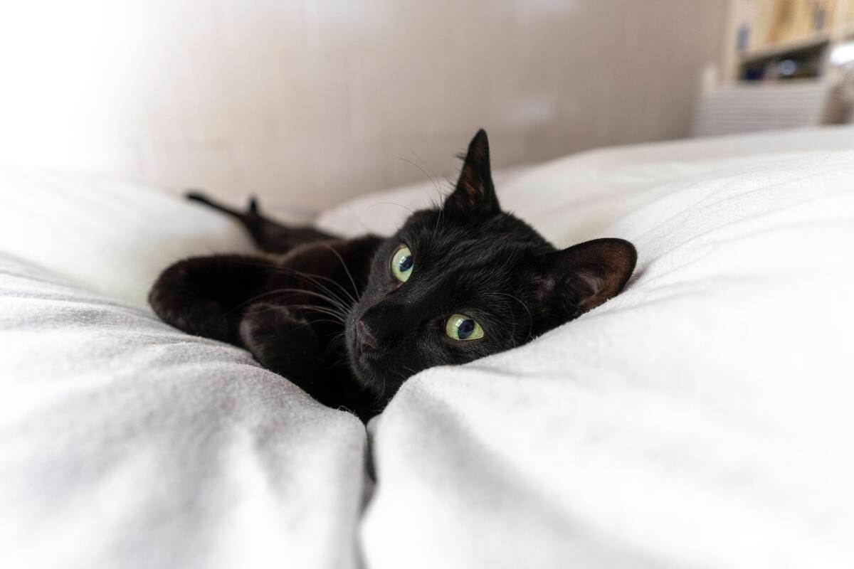Gato preto filhote deitado em uma cama com lençóis brancos.