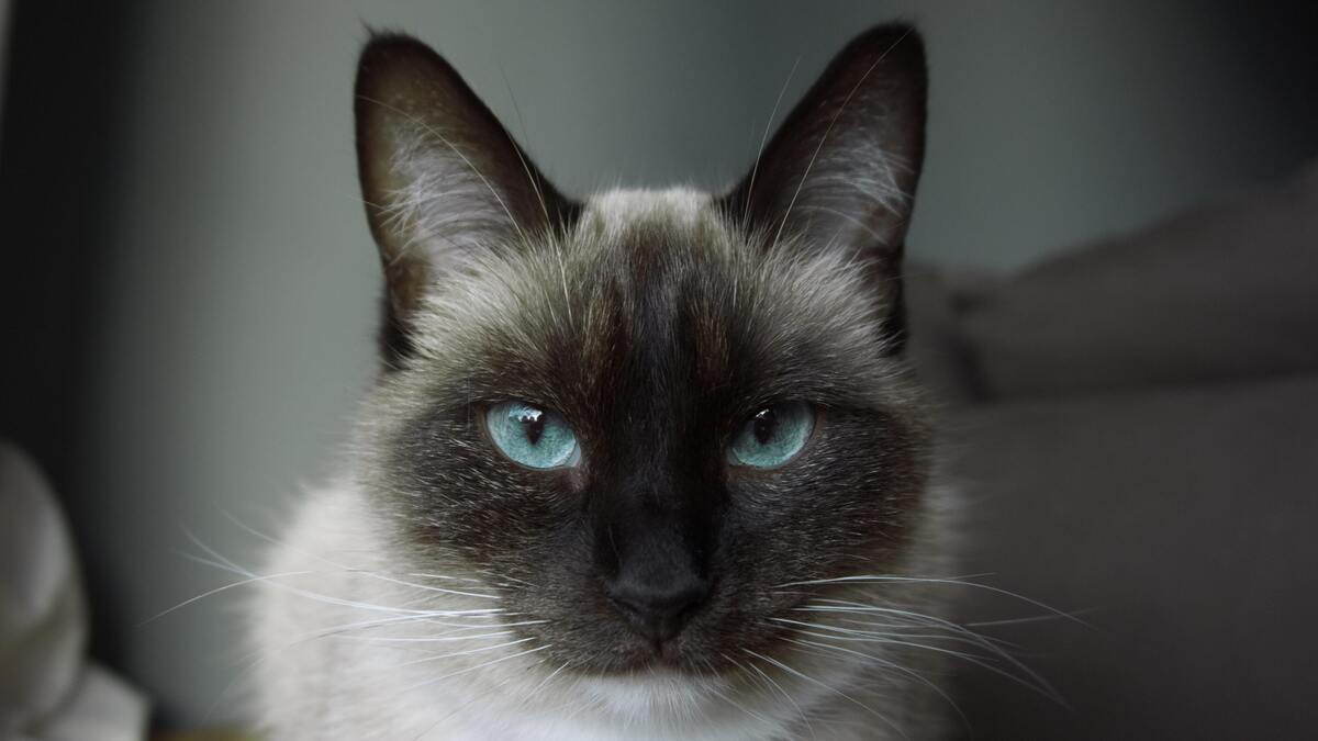 Gato de olhos azuis.