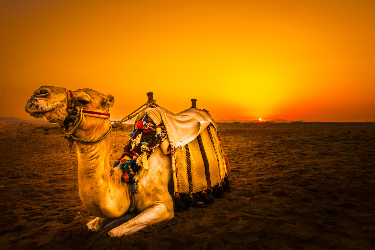 Camelo descansando no deserto