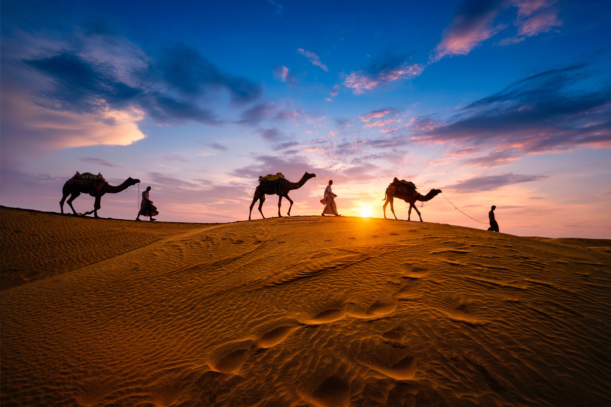 Camelos andando no deserto contra a luz