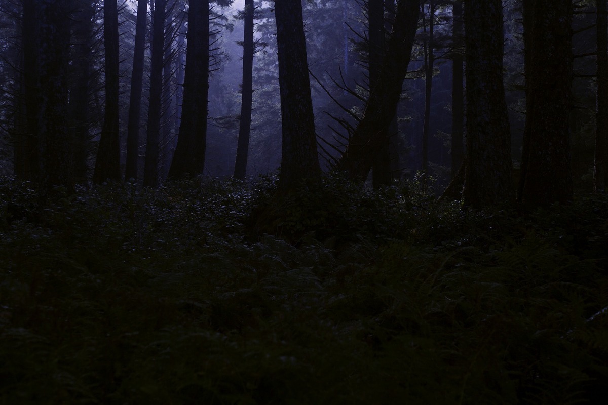 Escuridão em floresta