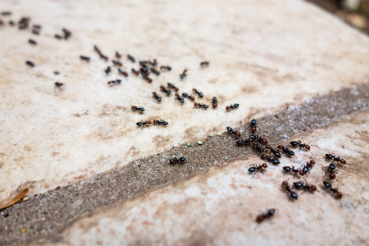 Formigas andando em chão de pedra