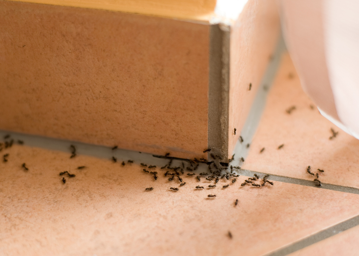 Formigas andando em chão marrom