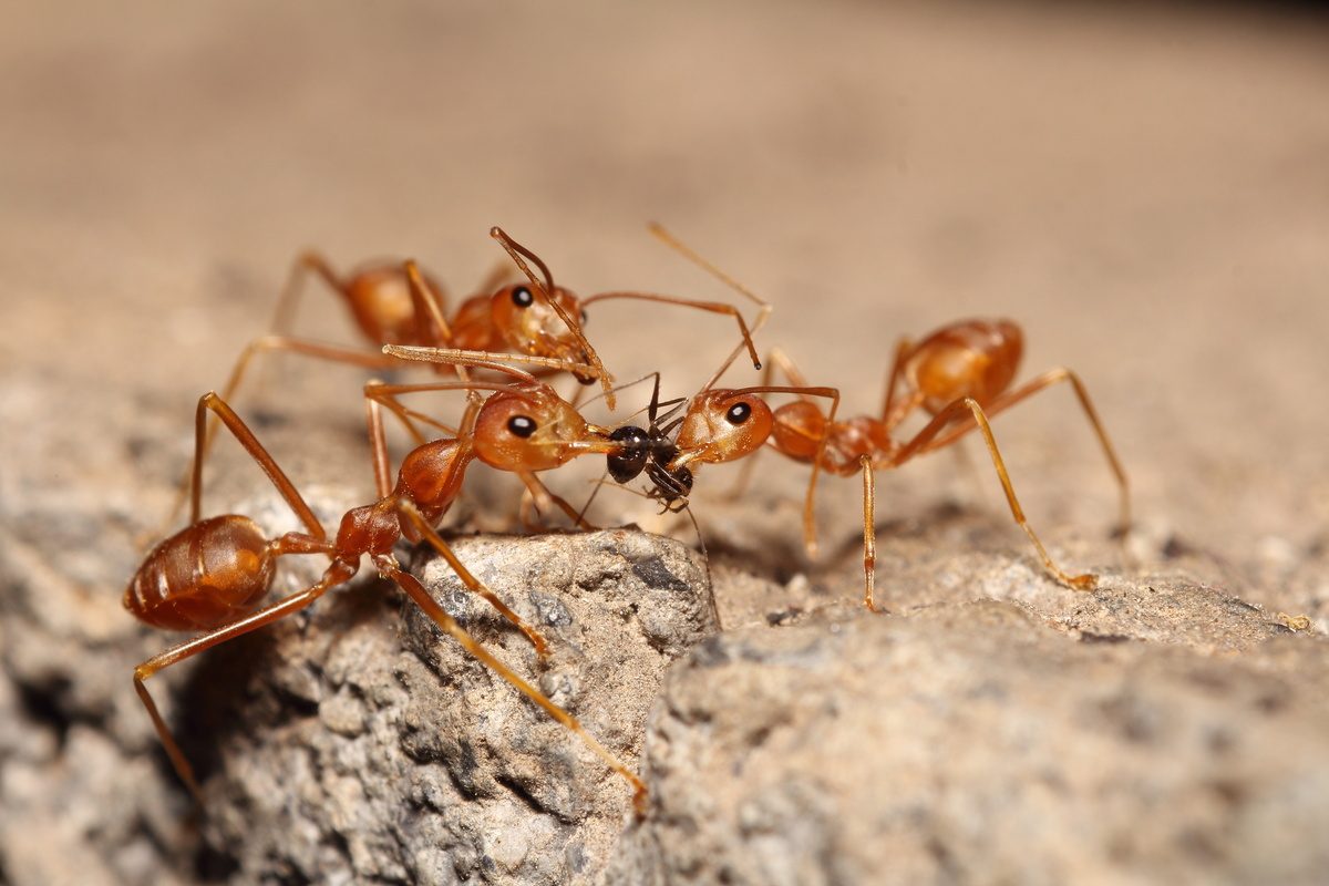 Formigas grandes comendo formiga pequena