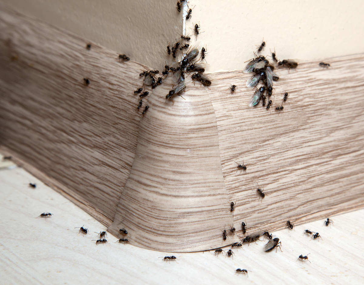 Imagem de várias formigas na parede