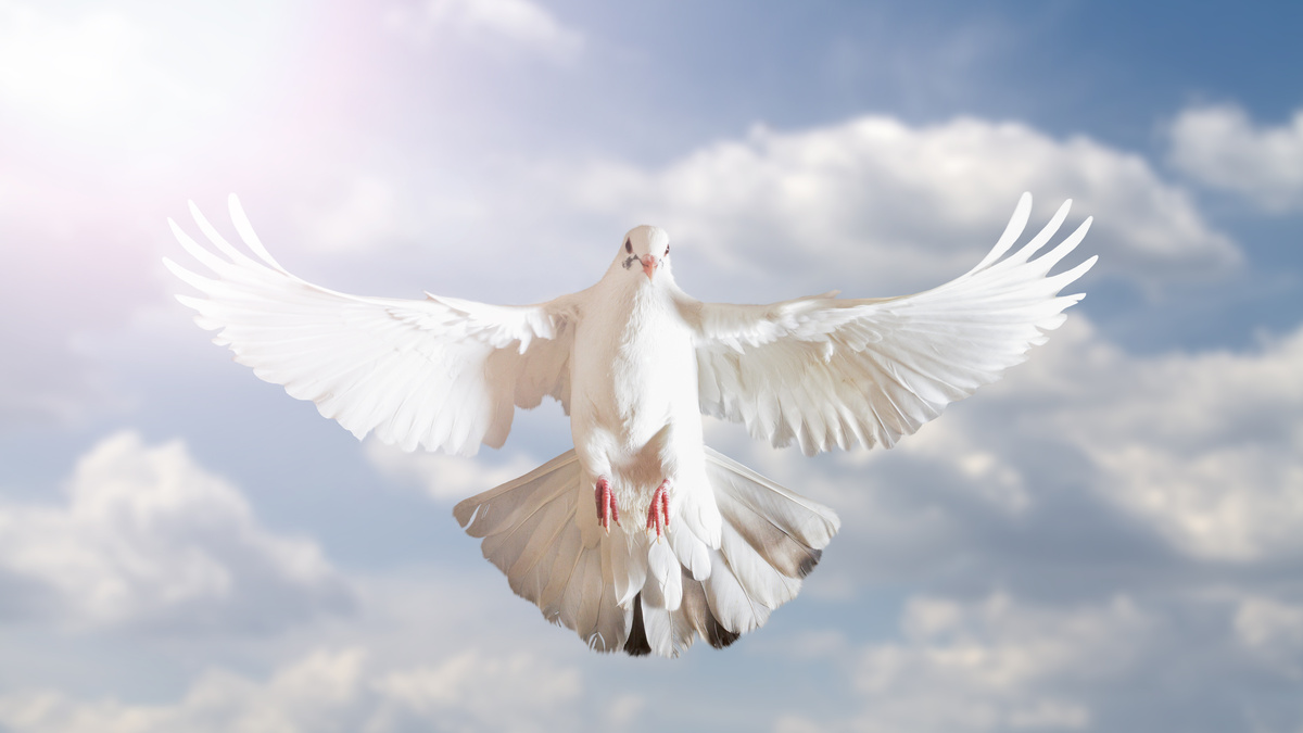 Pombo branco voando