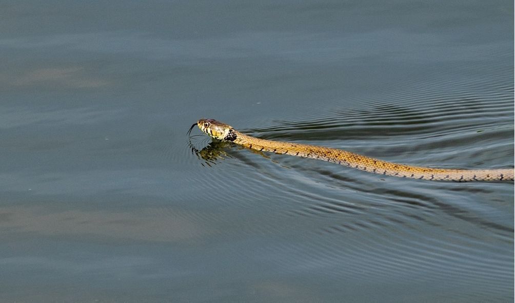 Cobra nadando na superfície da água