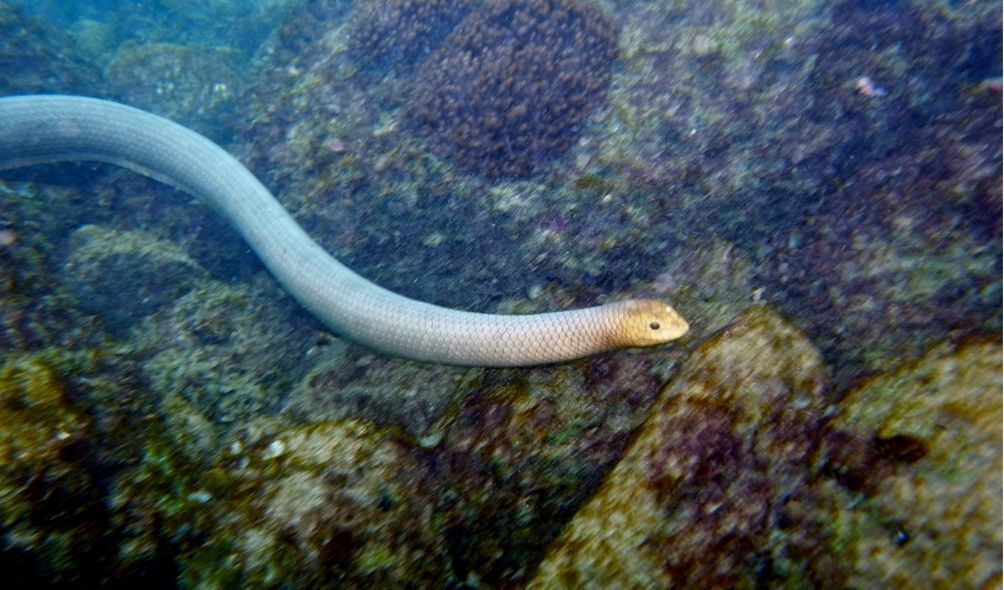 Cobra no fundo do mar ao lado de coral
