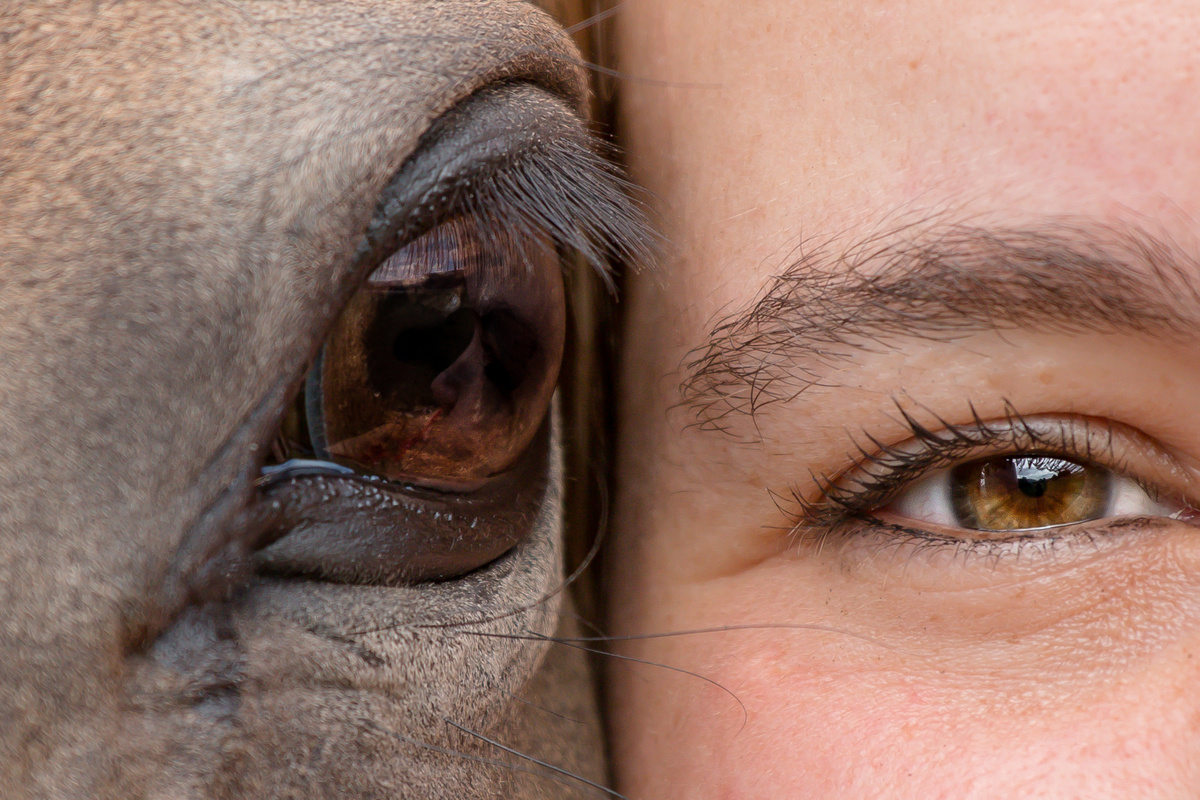 Foto ampliada do olho de um cavalo, um animal de poder, e o olho de uma mulher, enquanto lado a lado.