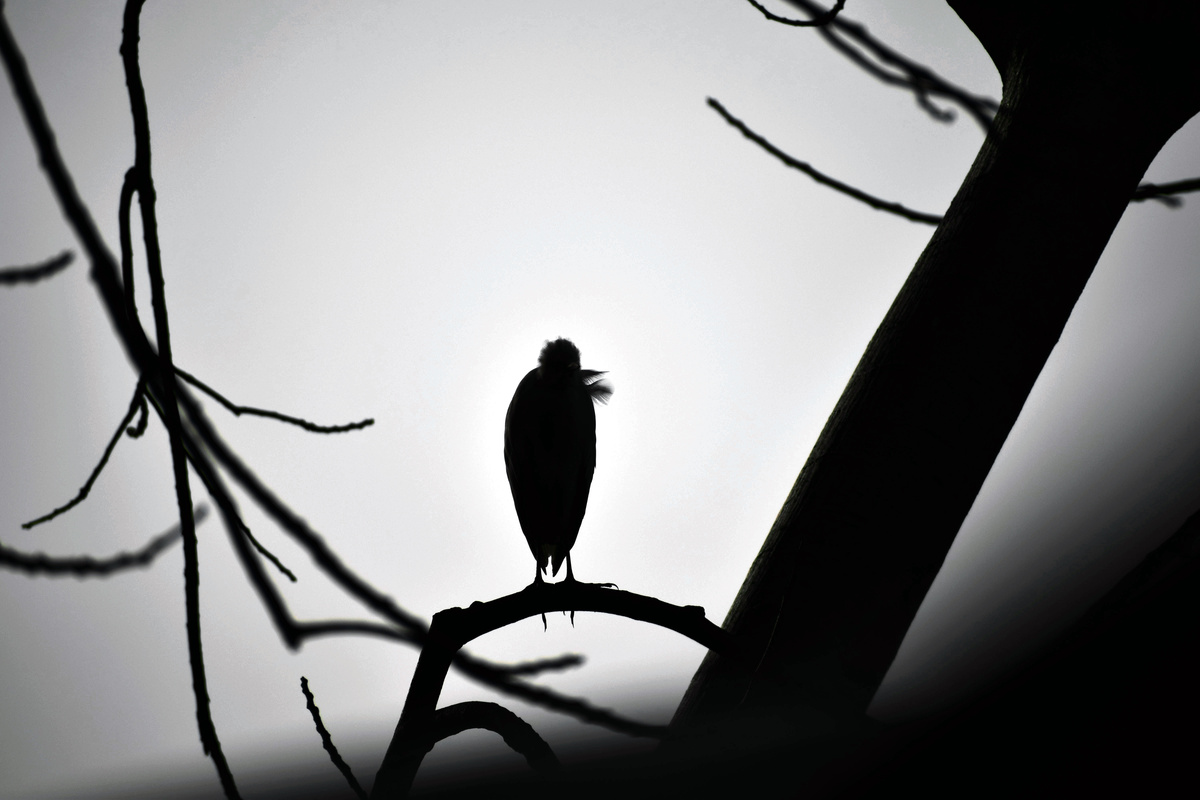 Sombra de pássaro, um possível animal de poder, enquanto pousa em um galho de árvore.