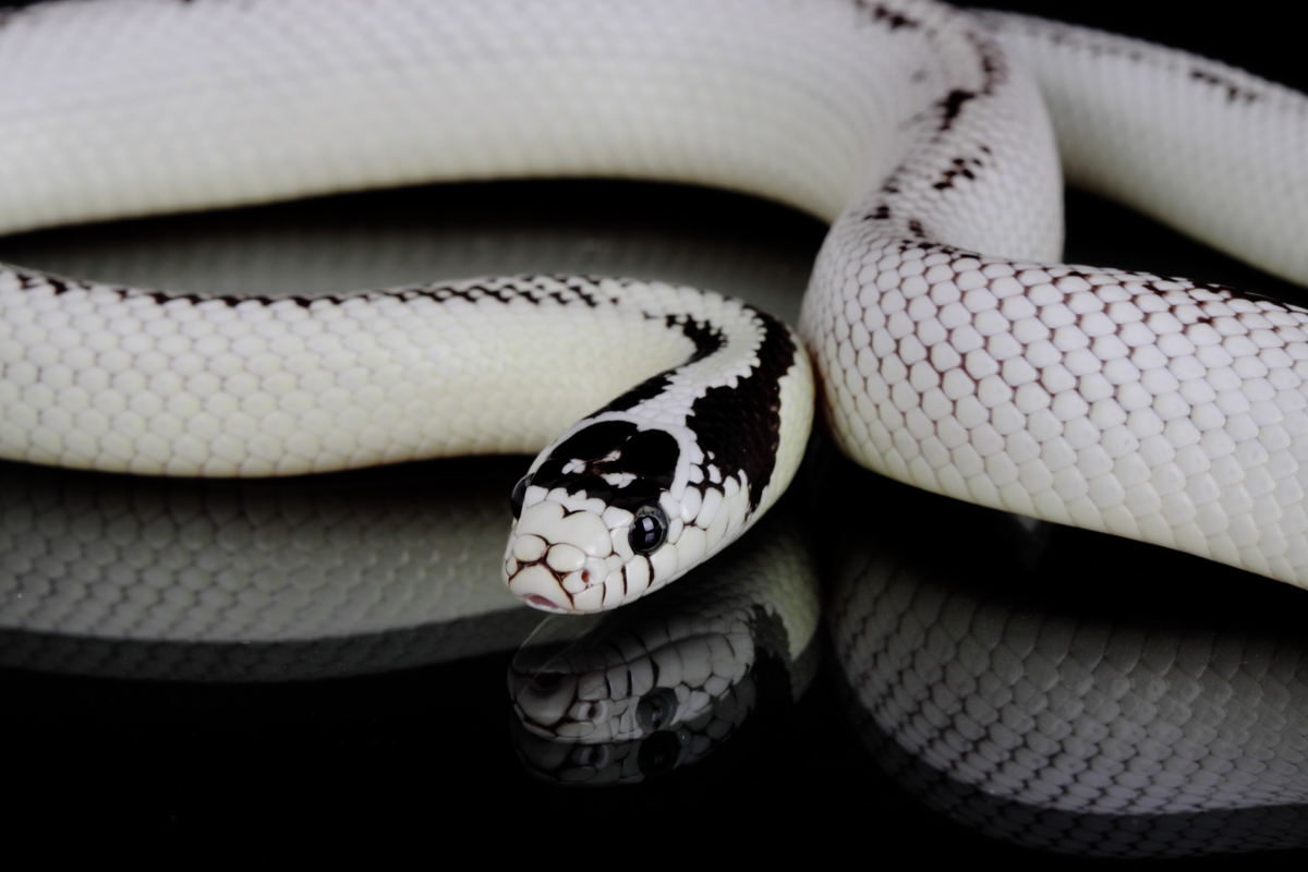 Cobra branca e preta.