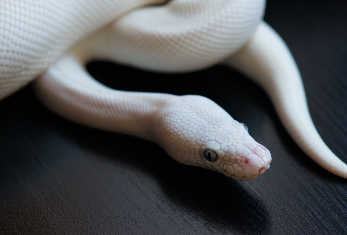 Cobra branca.