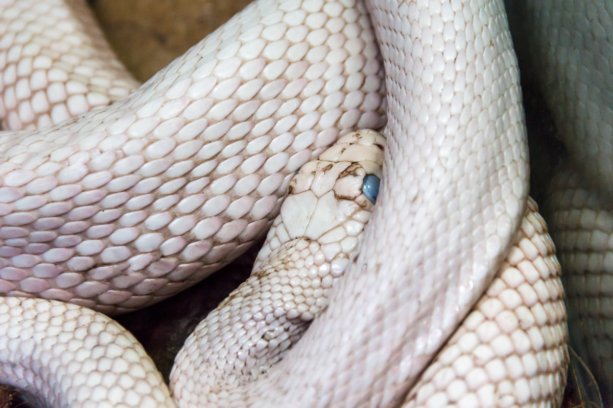 Cobra branca de olhos azuis.