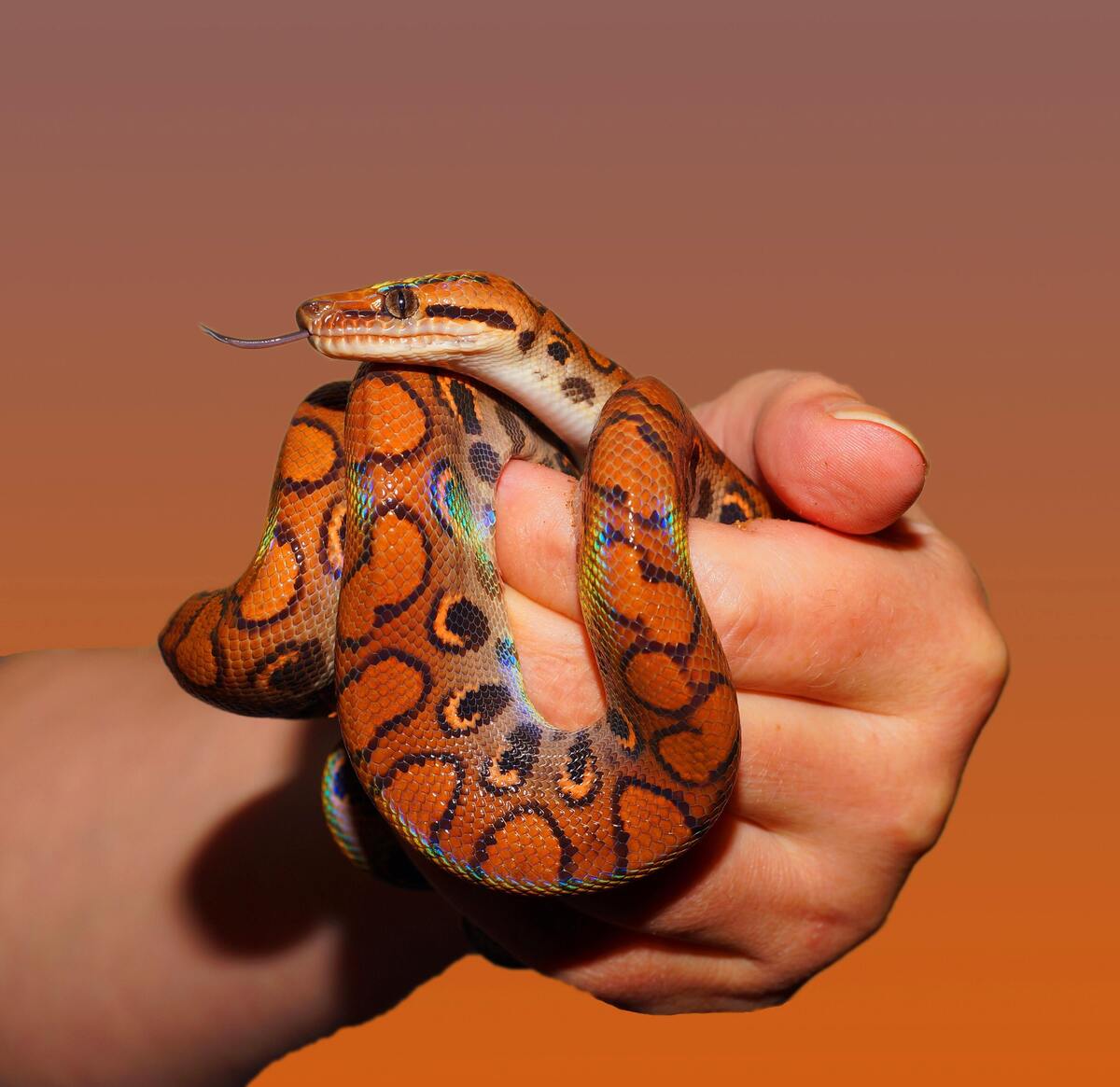 Mão segurando uma cobra com a língua de fora