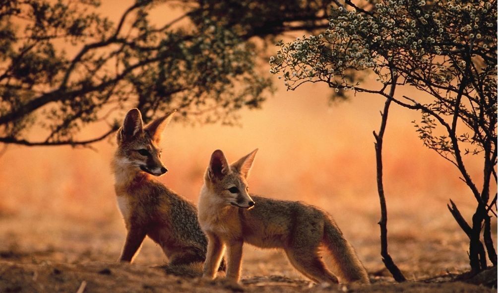 Duas raposas filhotes atentas