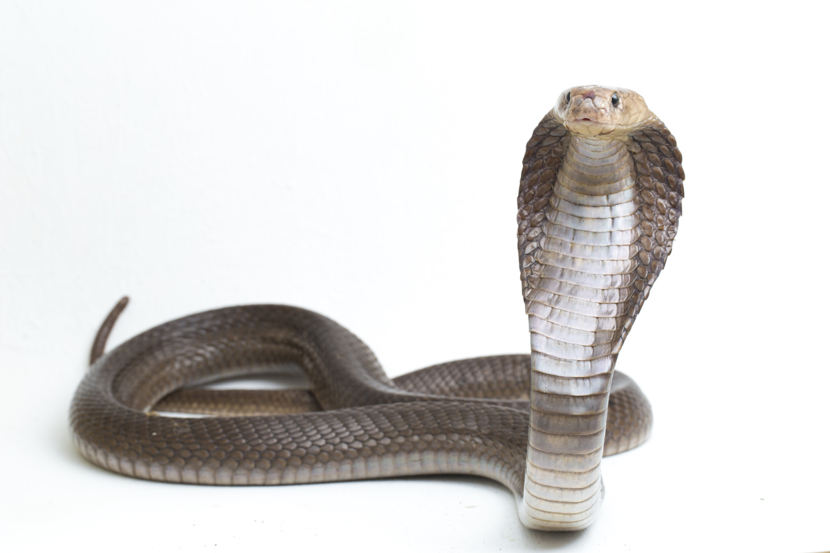 Cobra venenosa num fundo branco