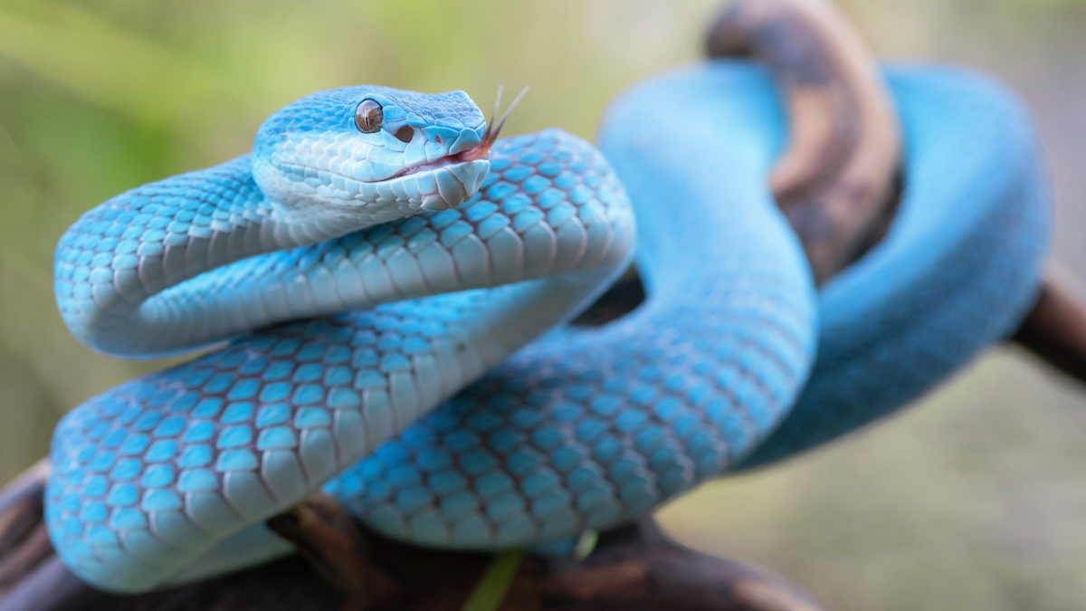 Cobra azul enrolada num galho