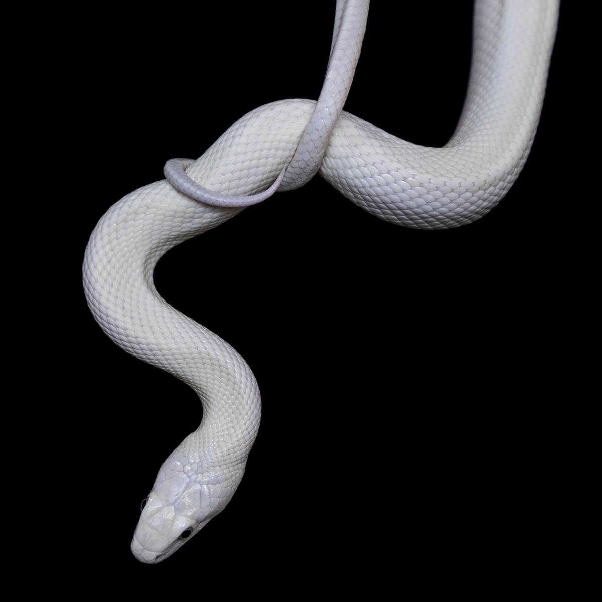 Cobra branca enrolada