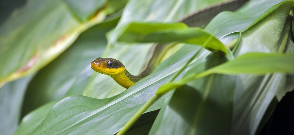 Cobra verde entre folhagens