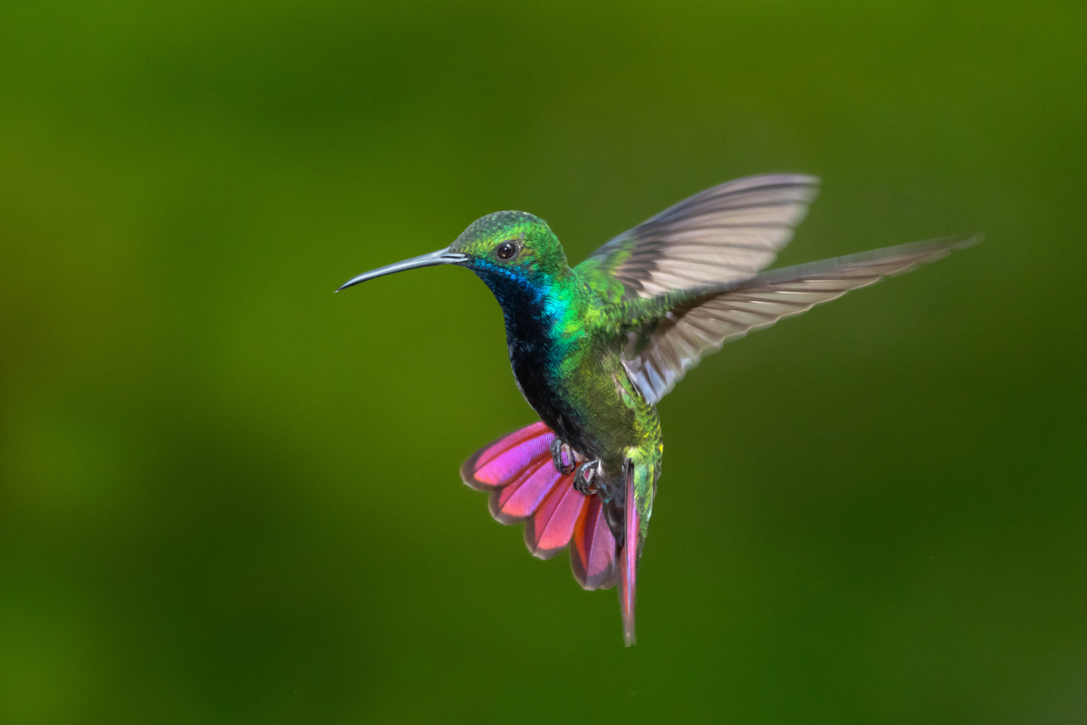 Imagem aproximada de beija-flor batendo suas asas. 