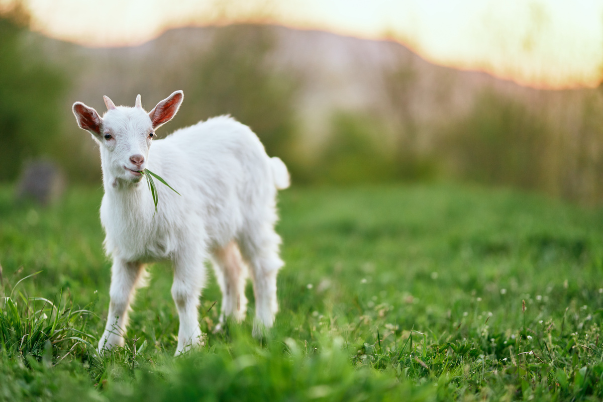 Filhote de cabra comendo grama em meio à pasto.